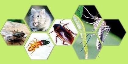 飯堂滅鼠、滅蟑、滅蠅制度及操作規范